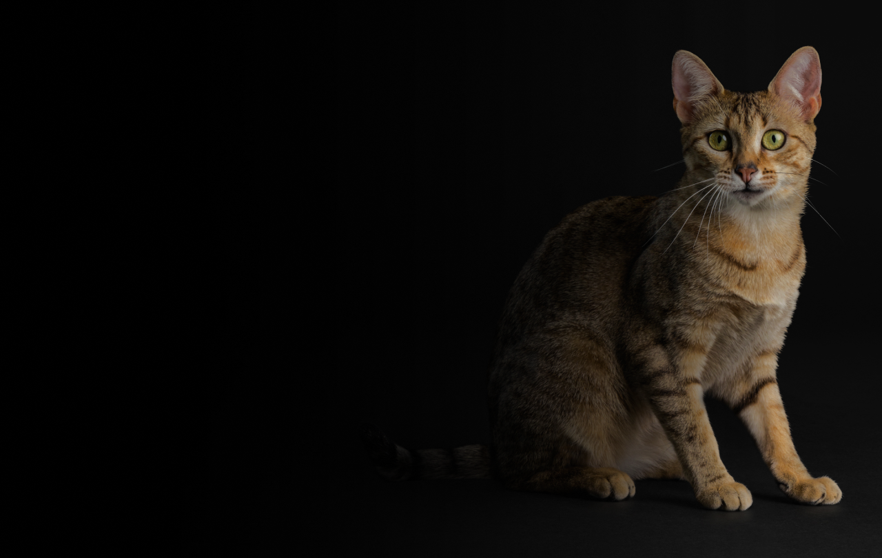 Изображение кота