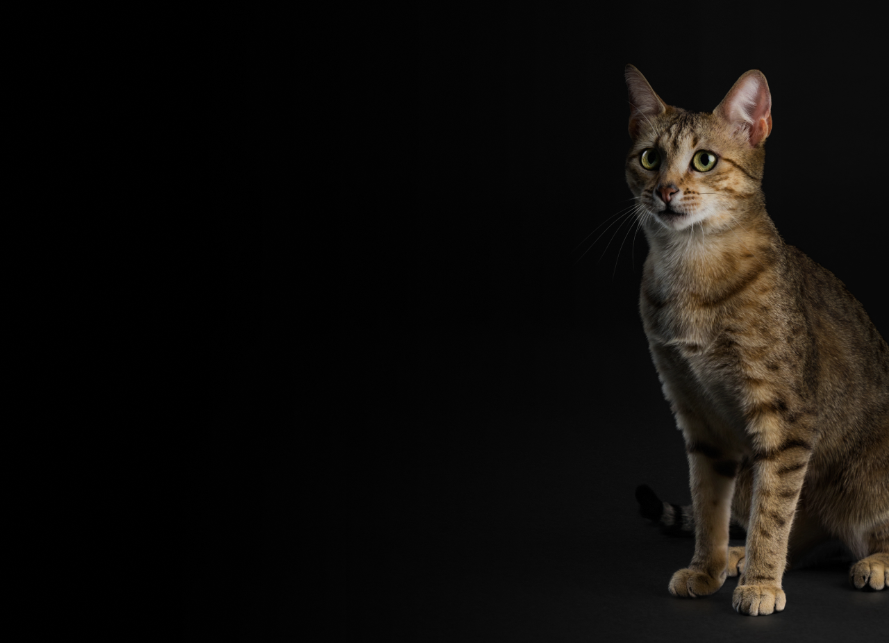 Изображение кота