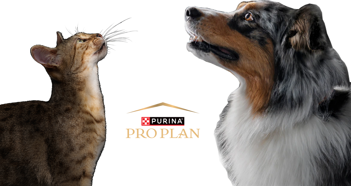 Узнайте больше О PRO PLAN